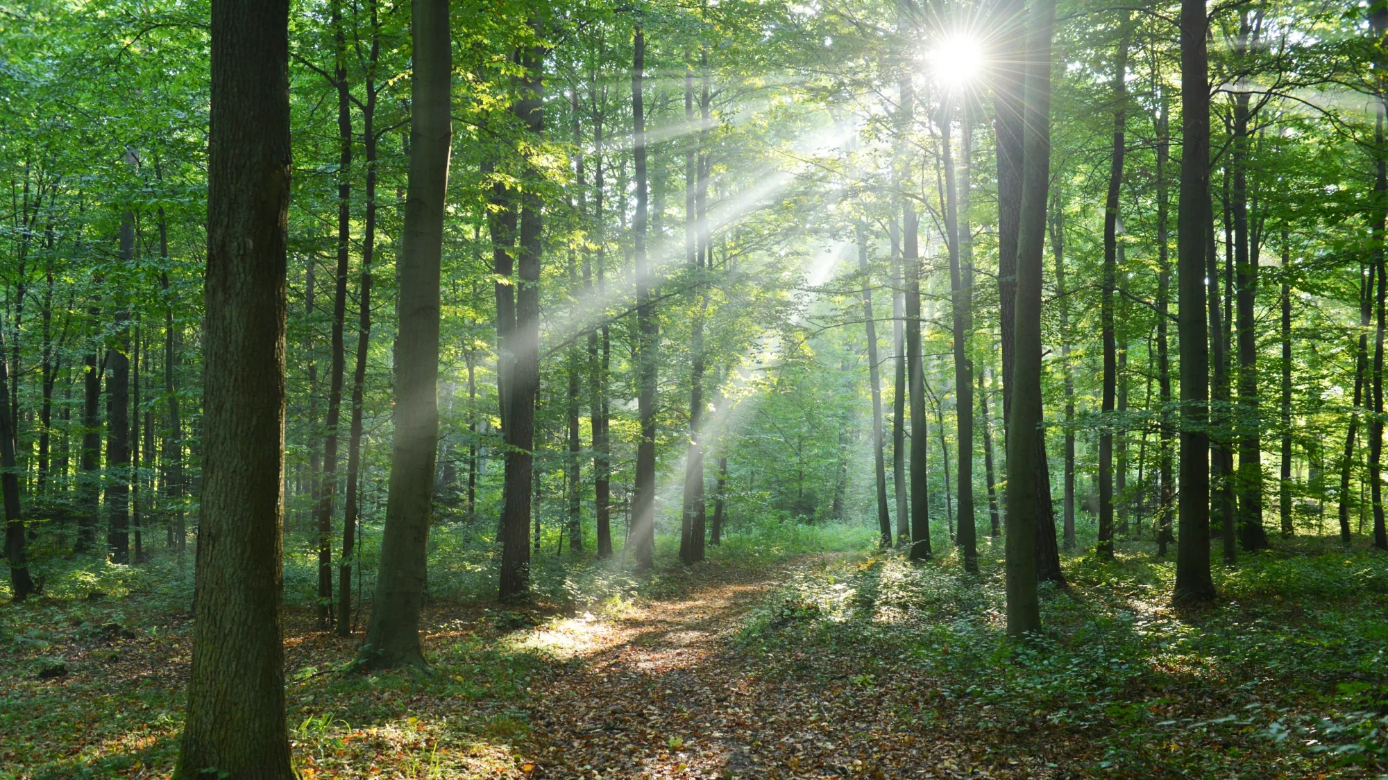 Lichtdurchfluteter Wald als Symbol für die Baumbestattung